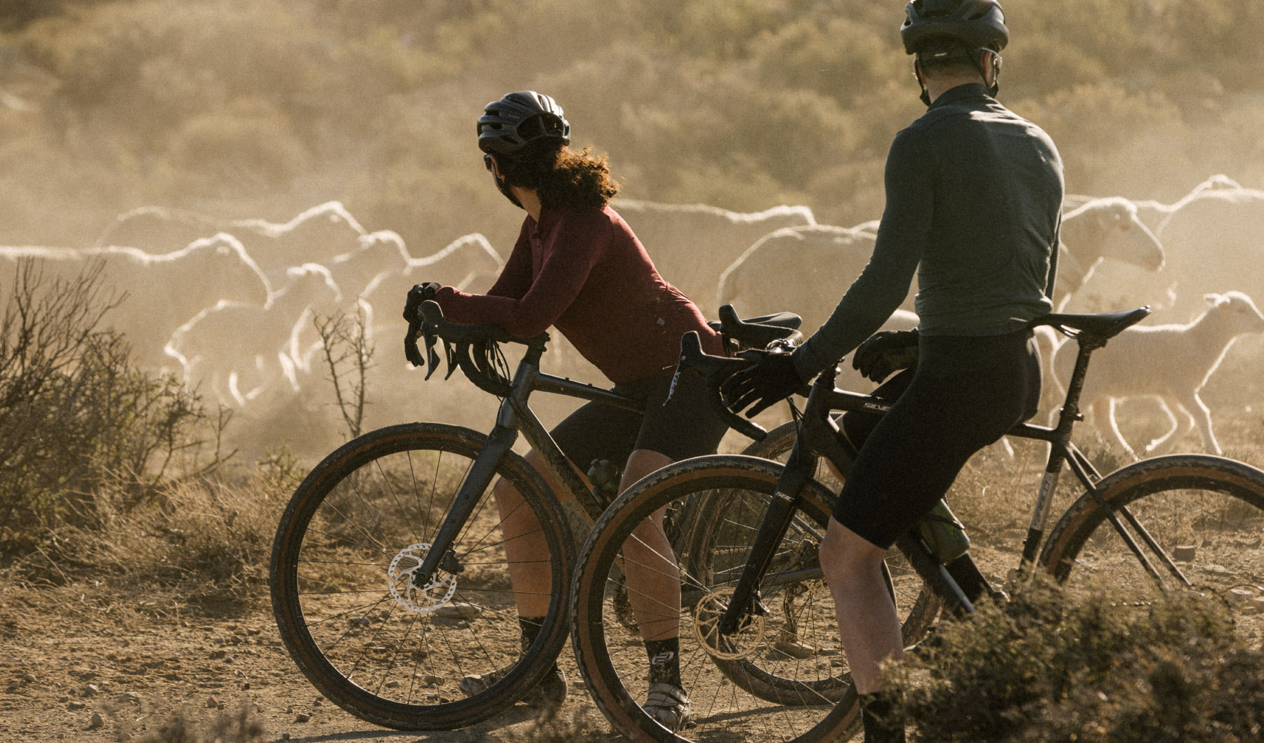 merino Ciovita Australia